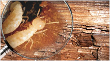 diagnostic termites